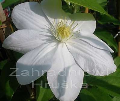 plamének - Clematis 'Maria Boiselot' ('Madame Le Coultre')