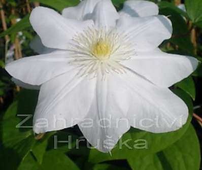 plamének - Clematis 'Maria Boiselot' ('Madame Le Coultre')