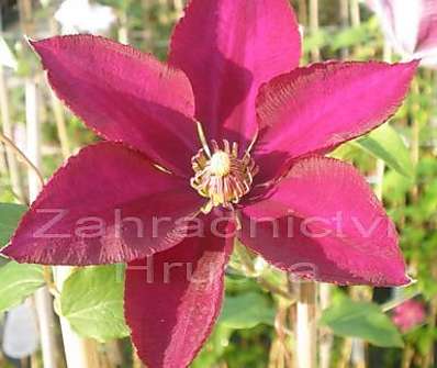 plamének - Clematis 'Mazowsze'