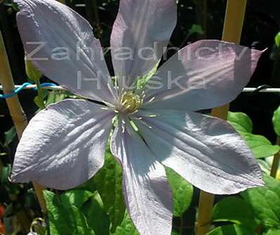 plamének - Clematis 'Proteus'