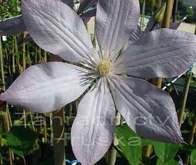 plamének - Clematis 'Proteus'