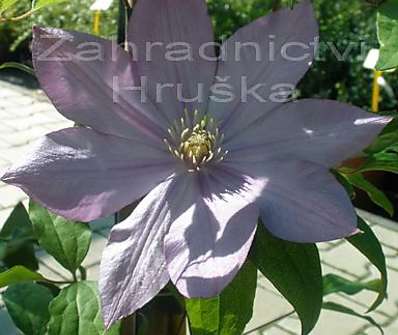 plamének - Clematis 'Proteus'