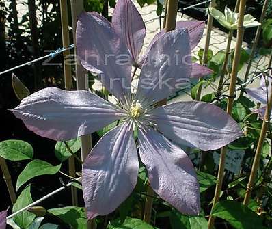 plamének - Clematis 'Proteus'
