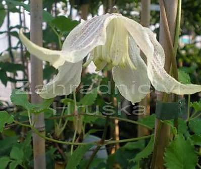 plamének - Clematis 'Pointy'