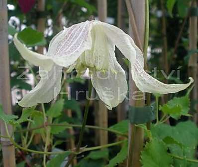 plamének - Clematis 'Pointy'