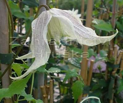 plamének - Clematis 'Pointy'