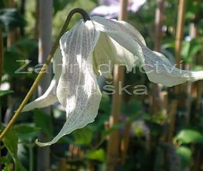 plamének - Clematis 'Pointy'