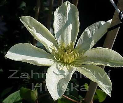 plamének - Clematis 'Moonlight'