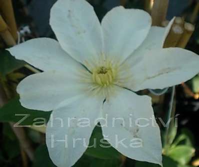 plamének - Clematis 'Moonlight'