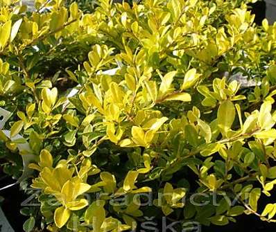 cesmína - Ilex crenata 'Golden Gem'