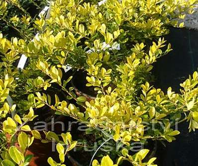 cesmína - Ilex crenata 'Golden Gem'