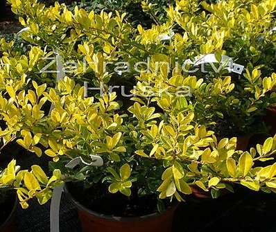 cesmína - Ilex crenata 'Golden Gem'