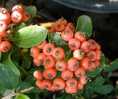 hlohyně - Pyracantha 'Teton'