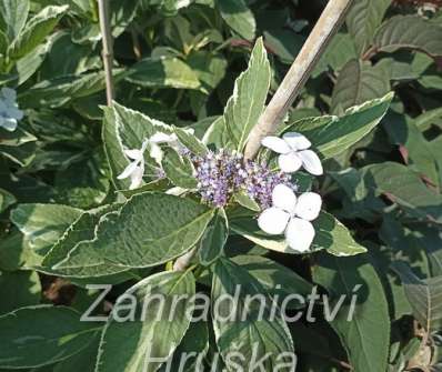 hortenzie - Hydrangea macrophylla 'Tricolor'