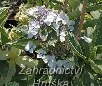 hortenzie - Hydrangea macrophylla 'Tricolor'