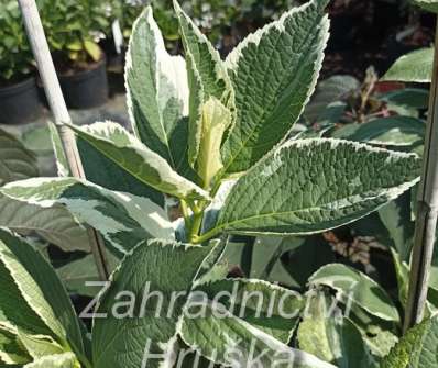 hortenzie - Hydrangea macrophylla 'Tricolor'