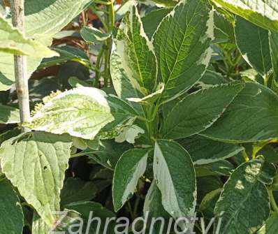 hortenzie - Hydrangea macrophylla 'Tricolor'
