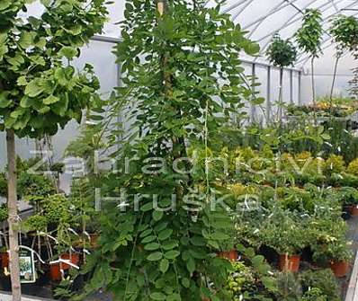 jerlín - Sophora japonica 'Pendula'