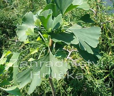 jinan - Ginkgo biloba 'Golden Globe'