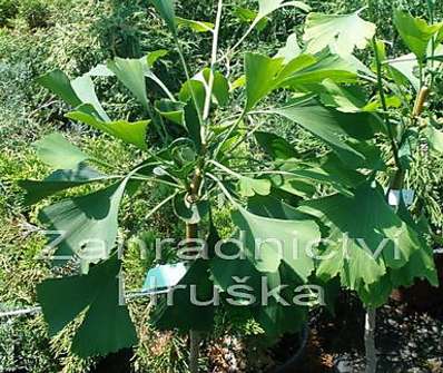 jinan - Ginkgo biloba 'Golden Globe'