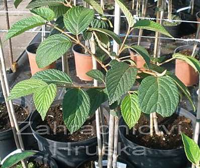 kalina - Viburnum plicatum 'Thunberg's Original'