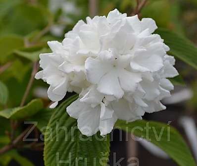 kalina - Viburnum plicatum 'Thunberg's Original'