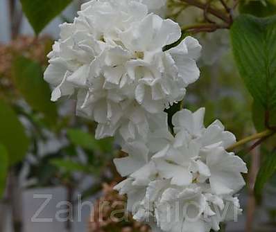 kalina - Viburnum plicatum 'Thunberg's Original'
