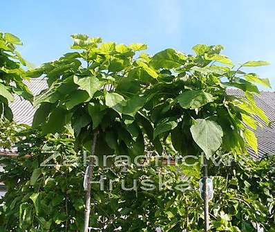 katalpa - Catalpa bignoides 'Nana'.