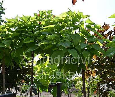 katalpa - Catalpa bignoides 'Nana'......