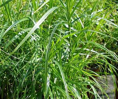 ostřice - Carex muskingumensis