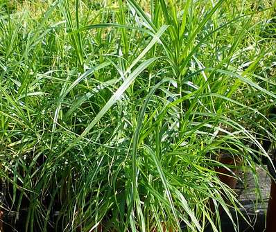 ostřice - Carex muskingumensis