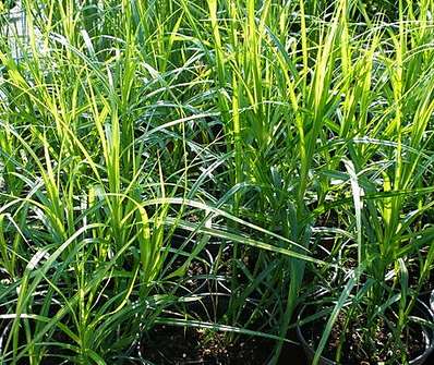 ostřice - Carex muskingumensis