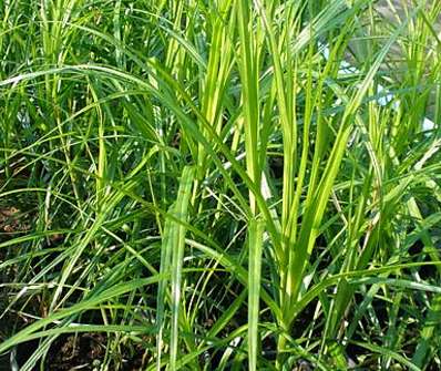 ostřice - Carex muskingumensis
