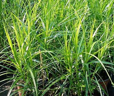 ostřice - Carex muskingumensis