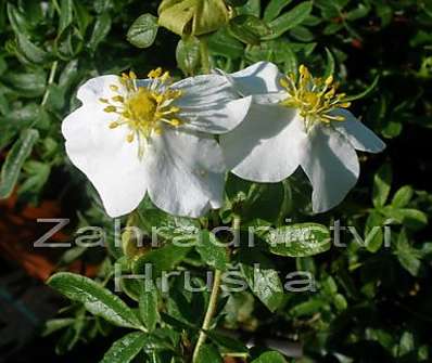 mochna - Potentilla fruticosa 'Holata'