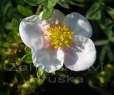 mochna - Potentilla fruticosa 'Pink Queen'