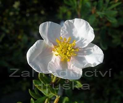 mochna - Potentilla fruticosa 'Pink Queen'