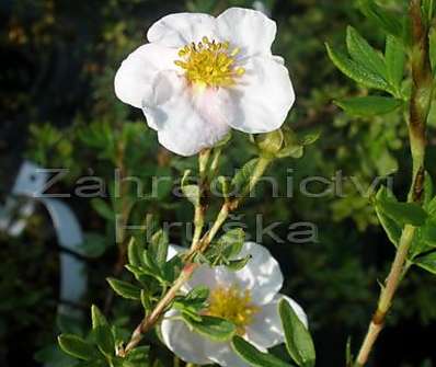 mochna - Potentilla fruticosa 'Pink Queen'
