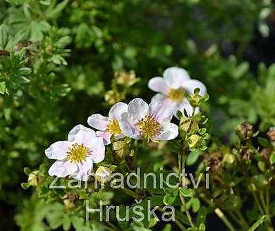 mochna - Potentilla fruticosa 'Pink Queen'