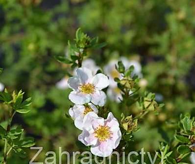 mochna - Potentilla fruticosa 'Pink Queen'