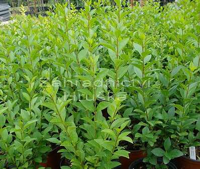 ptačí zob - Ligustrum vulgare