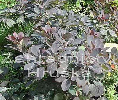 ruj - Cotinus coggygria 'Royal Purple'