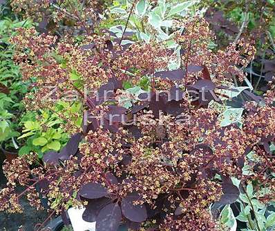 ruj - Cotinus coggygria 'Royal Purple'