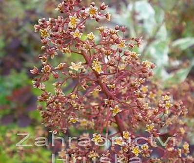 ruj - Cotinus coggygria 'Royal Purple'