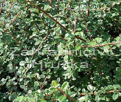 skalník - Cotoneaster microphylus