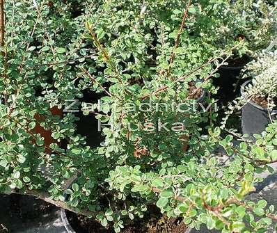 skalník - Cotoneaster microphylus
