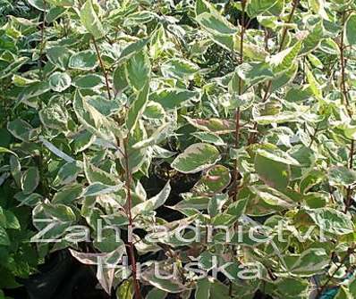 svída - Cornus alba 'Tilford cream'
