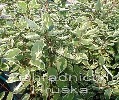 svída - Cornus alba 'Tilford cream'