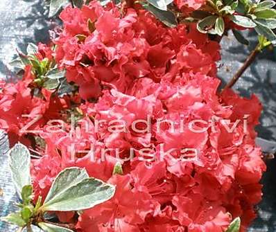 Azalea japonica 'Hotshot Variegata'