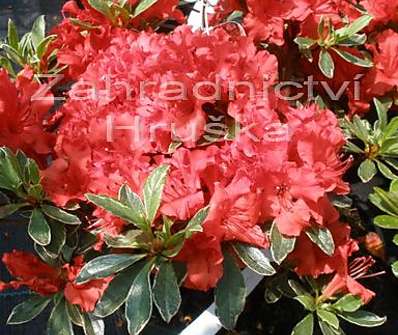 Azalea japonica 'Hotshot Variegata'